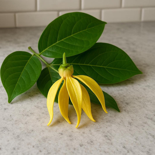 Midnight Ylang-Ylang Candle – 6oz Natural Soy Wax